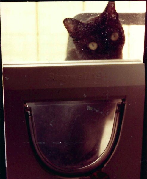 dvdcat-11a.jpg