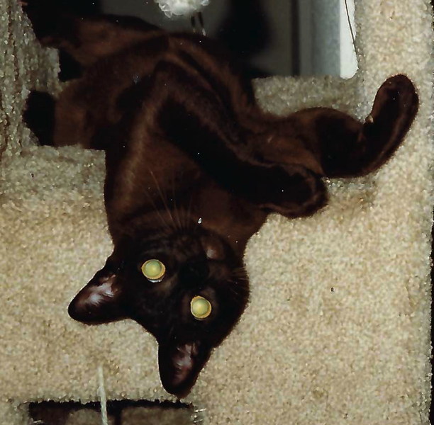dvdcat-16b.jpg